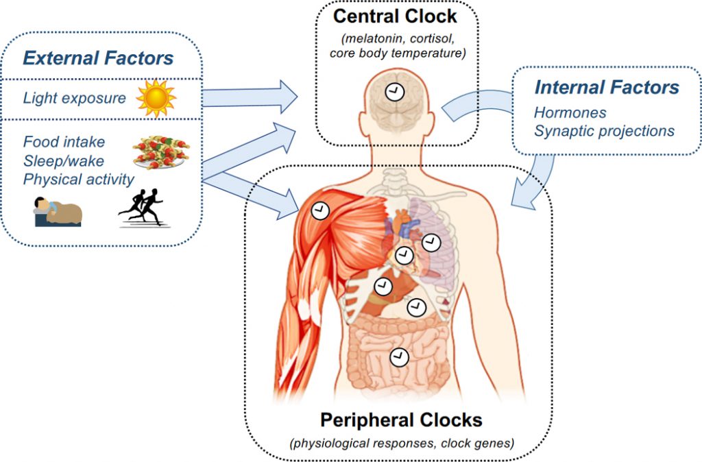 Ritmo circadiano, el reloj de la vida